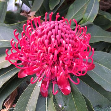 Telopea speciosissima - Waratah Telopea speciosissima - Waratah