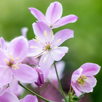 Thalictrum Chantilly Lace - Pigamo