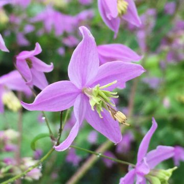 Thalictrum delavayi Hinckley - Pigamo
