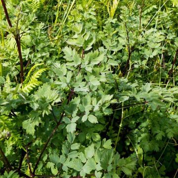 Thalictrum minus Adiantifolium - Pigamo minore