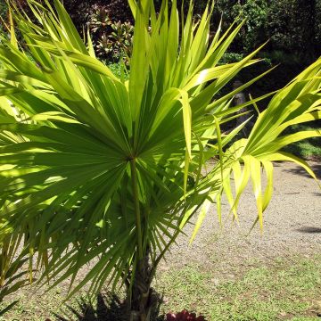 Thrinax radiata