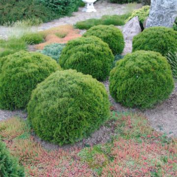 Thuja occidentalis Danica - Tuia occidentale