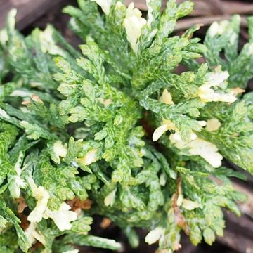 Thuja orientalis Fleck - Tuia chinese