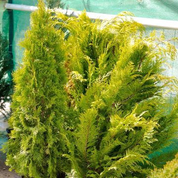 Thuja plicata Martin - Tuia plicata