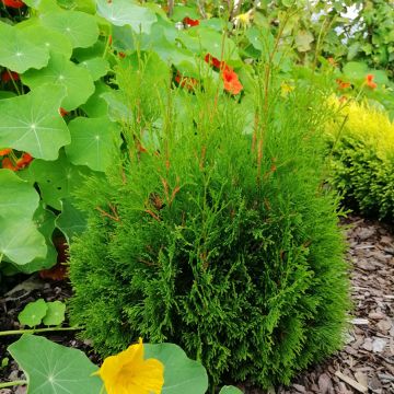Thuja occidentalis Miky - Tuia occidentale