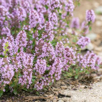Thymus citriodorus Lammefjord - Timo limone