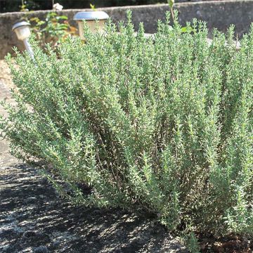 Thymus vulgaris Bio - Timo