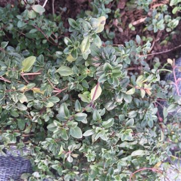 Thymus serpyllum Bio - Ferme de Sainte Marthe - Serpillo