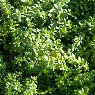 Thymus longicaulis - Timo