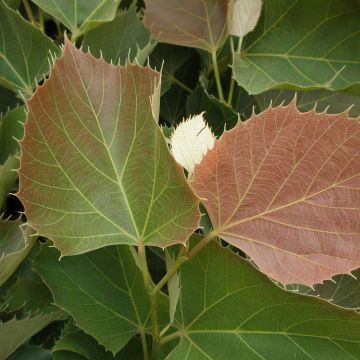 Tilia henryana Arnold Select - Albero del miele