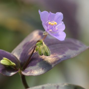 Tinantia pringlei Tinantia pringlei