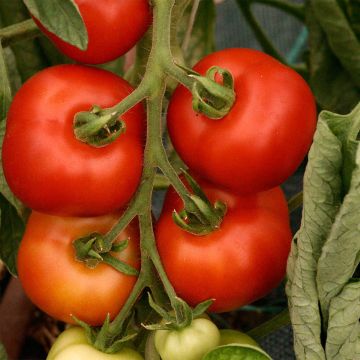 Pomodoro tondo liscio Matina Bio - Ferme de Sainte Marthe