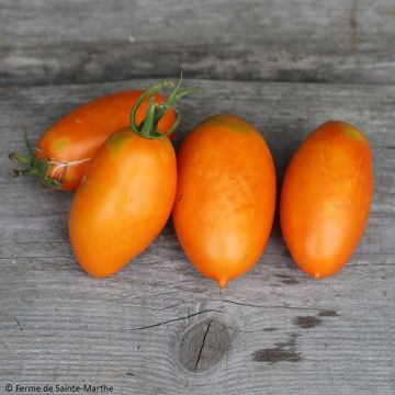 Pomodoro arancione Orange Banana