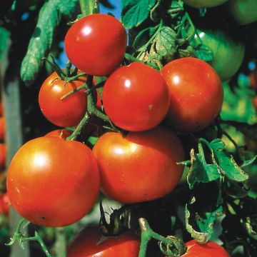 Pomodoro Mela rossa