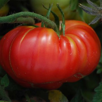 Pomodoro cuore di bue/Beefsteak Zucca scarlatta Bio - Ferme de Sainte Marthe