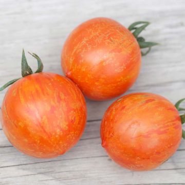 Pomodoro Red Zebra