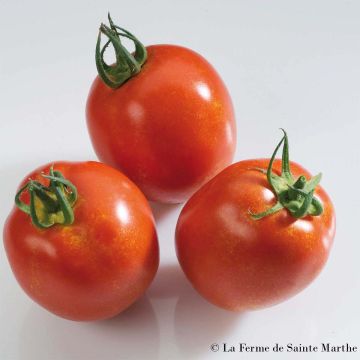 Pomodoro Rio Grande Bio - Ferme de Sainte Marthe