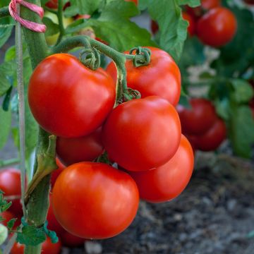 Pomodoro Summer Frolic F1
