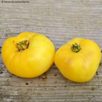 Pomodoro giallo Yellow 1884 Pinkheart