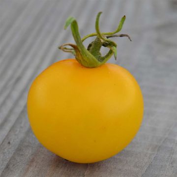 Pomodoro giallo Yellow Perfection