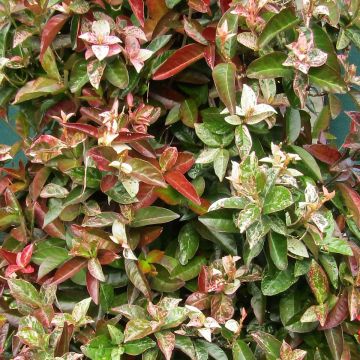 Trachelospermum asiaticum Goshiki Chirimen - Falso gelsomino asiatico