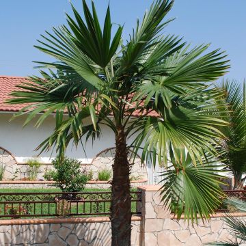 Trachycarpus latisectus