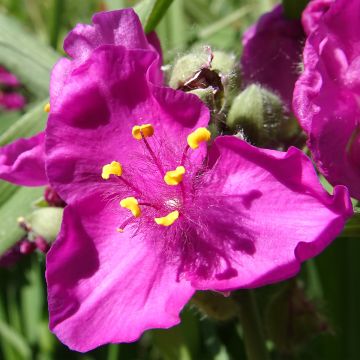Tradescantia virginiana Brevicaulis - Tradescanzia