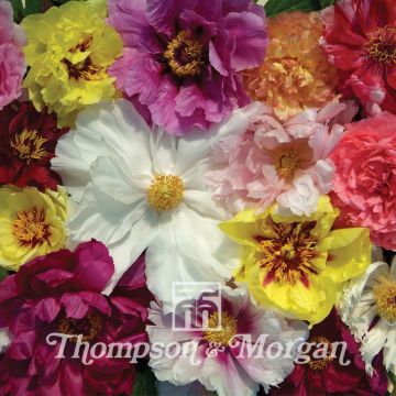 Peonia arborea Rockii Mixed