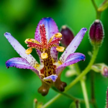 Tricyrtis Taipei Silk