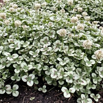 Trifolium repens Angel Clover Jade - Trifoglio ladino
