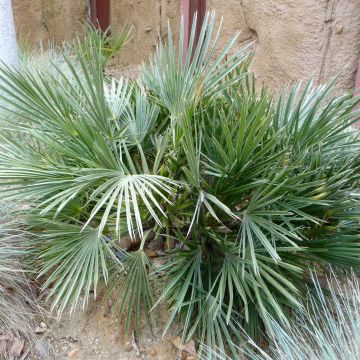 Trithrinax campestris - Palma caranday