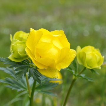 Trollius europaeus Lemon Supreme - Botton d'oro