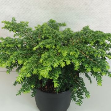 Tsuga canadensis Popeleski