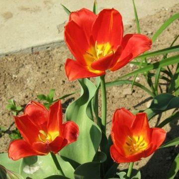 Tulipano vvedenskyi - Tulipano selvatico