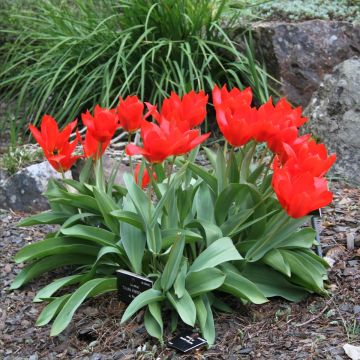 Tulipano Fosteriana Princeps