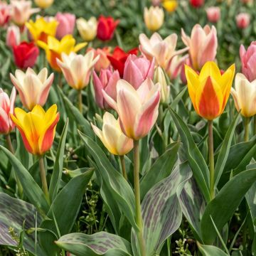 Tulipano kaufmanniana Rainbow Mix