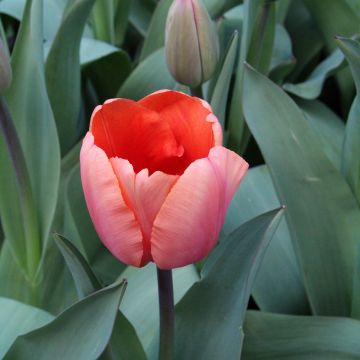 Tulipano Darwin Apricot Impression