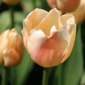 Tulipano Darwin Apricot Pride