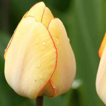 Tulipano Darwin Beauty of Spring