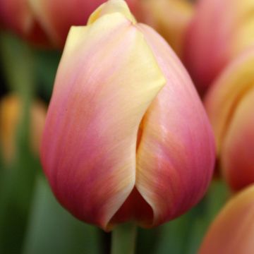 Tulipano Darwinn Marit
