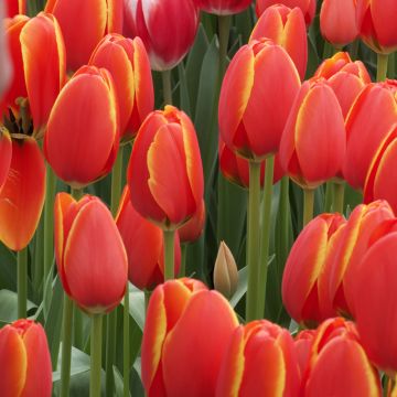 Tulipano Darwin World's Favourite