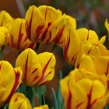 Tulipano Darwin Juliette