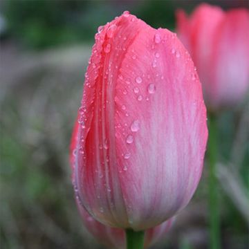 Tulipano Darwin Van Eijk