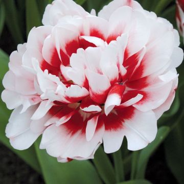 Tulipano Horizon