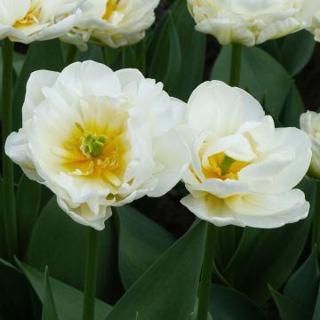 Tulipano Cool 