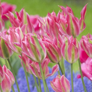 Tulipano Giglio Virichic