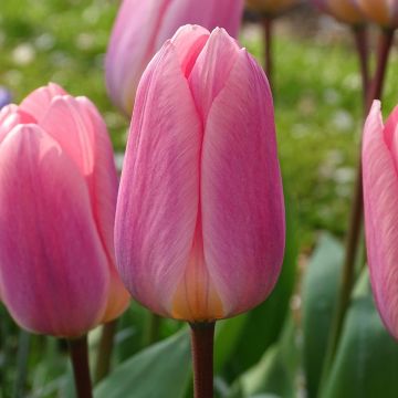 Tulipano Darwin Light and Dreamy