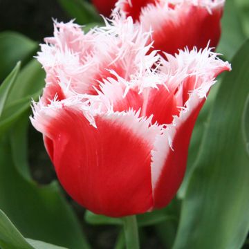 Tulipano sfrangiato New Santa