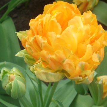Tulipano Orca