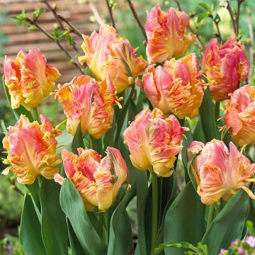 Tulipano Pappagallo Parrot Lady